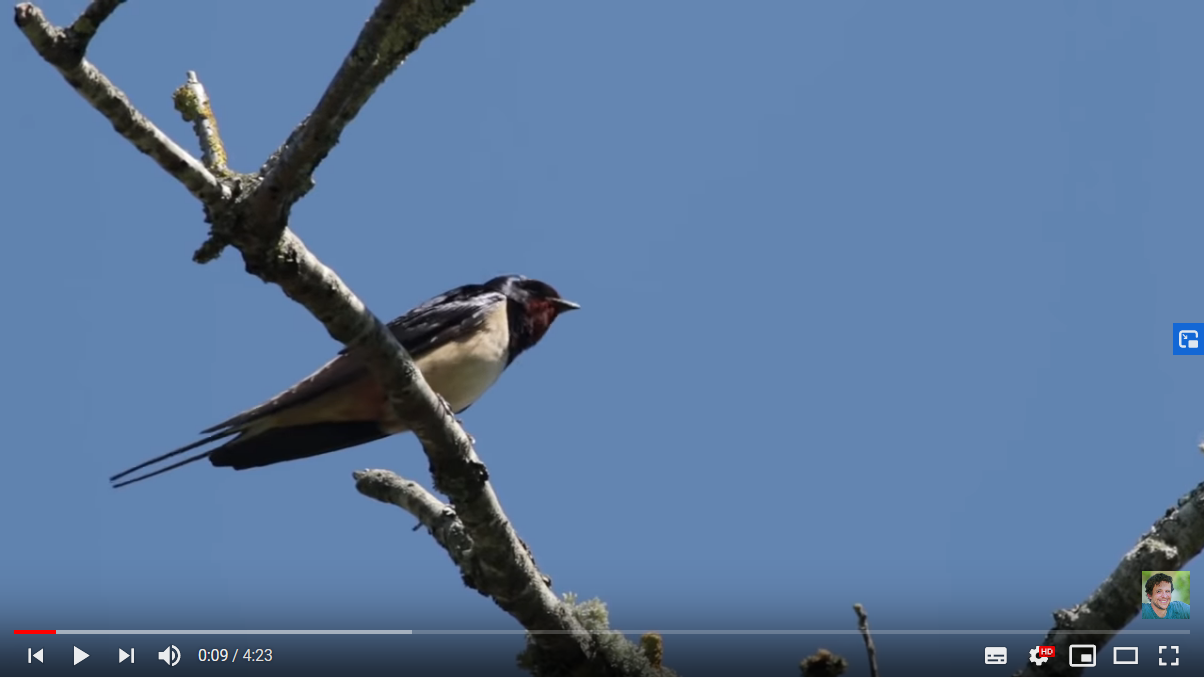 Chants des oiseaux