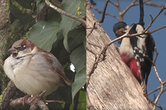 Chants des oiseaux 2